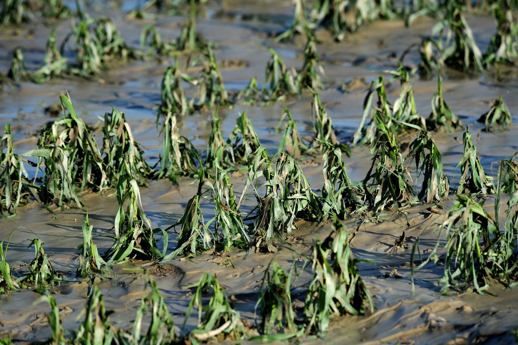 Storm damages corn crops